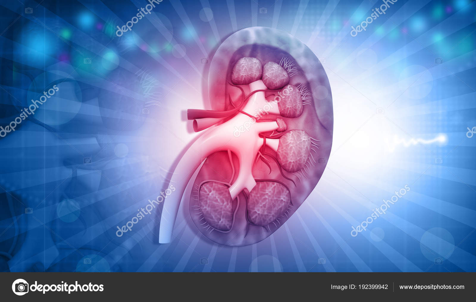 Human Kidney Anatomy Abstract Background Illustration - Nephrology Background , HD Wallpaper & Backgrounds