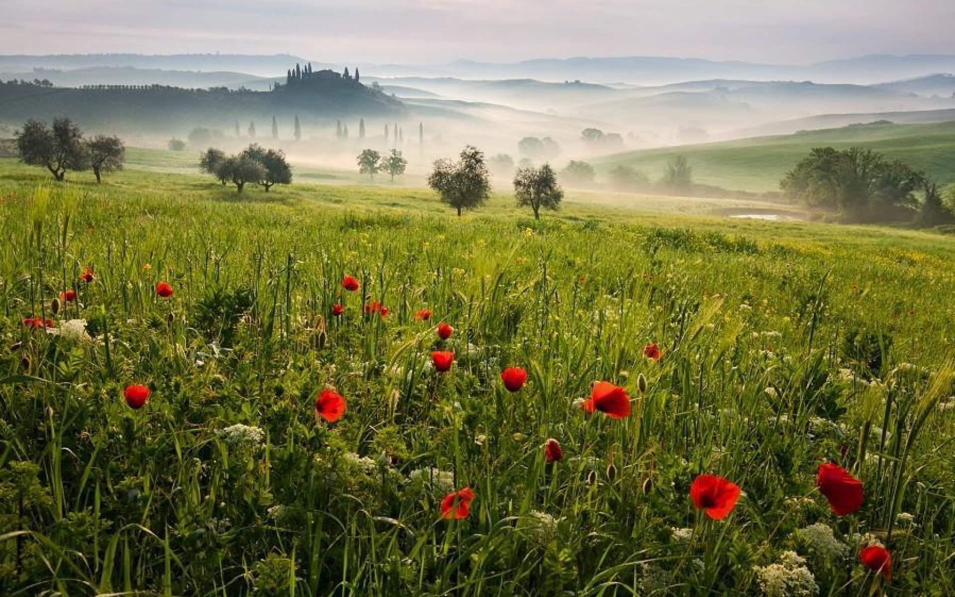Toscana Meadow Wallpapers And Stock Photos - Picturesque Landscape , HD Wallpaper & Backgrounds