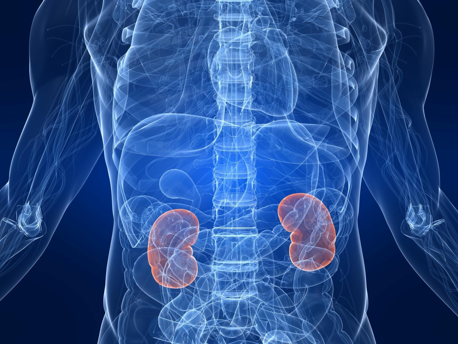 Reversing Kidney Failure - My Kidneys , HD Wallpaper & Backgrounds
