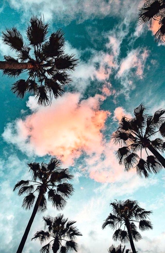 Palm Trees Tumblr Iphone Wallpapers California Palm - Para Fondo De Pantalla , HD Wallpaper & Backgrounds