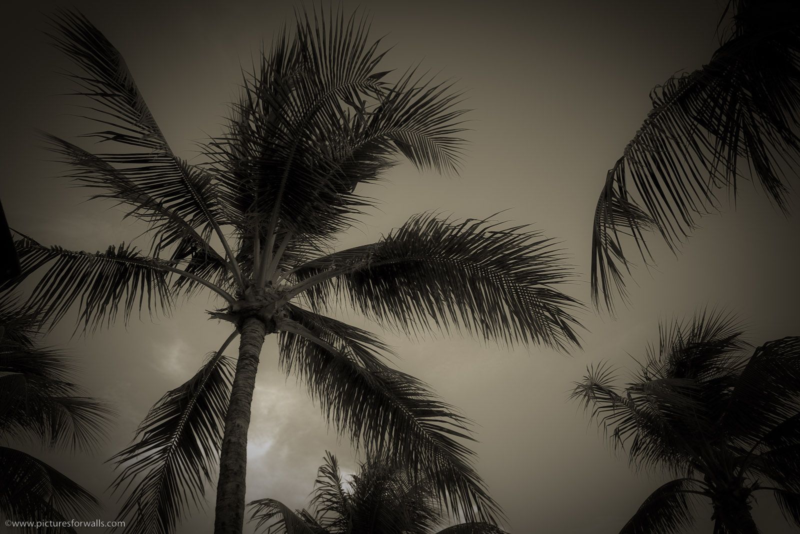 Heart Palm Trees Tumblr Black And White Black And White - Black And White Palm Tree Backgrounds , HD Wallpaper & Backgrounds