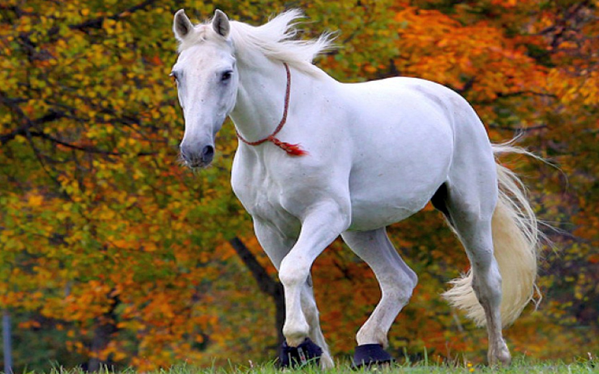 Horse Hd Images Download , HD Wallpaper & Backgrounds