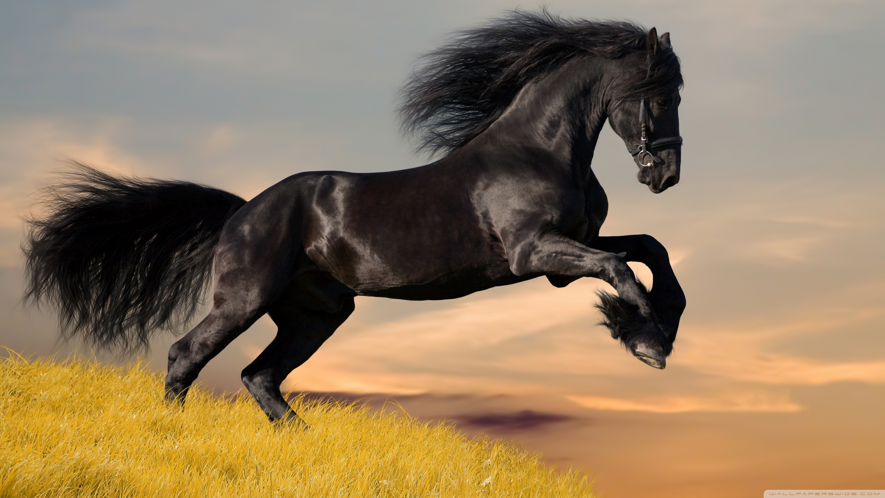 Standard - Horse Hd , HD Wallpaper & Backgrounds