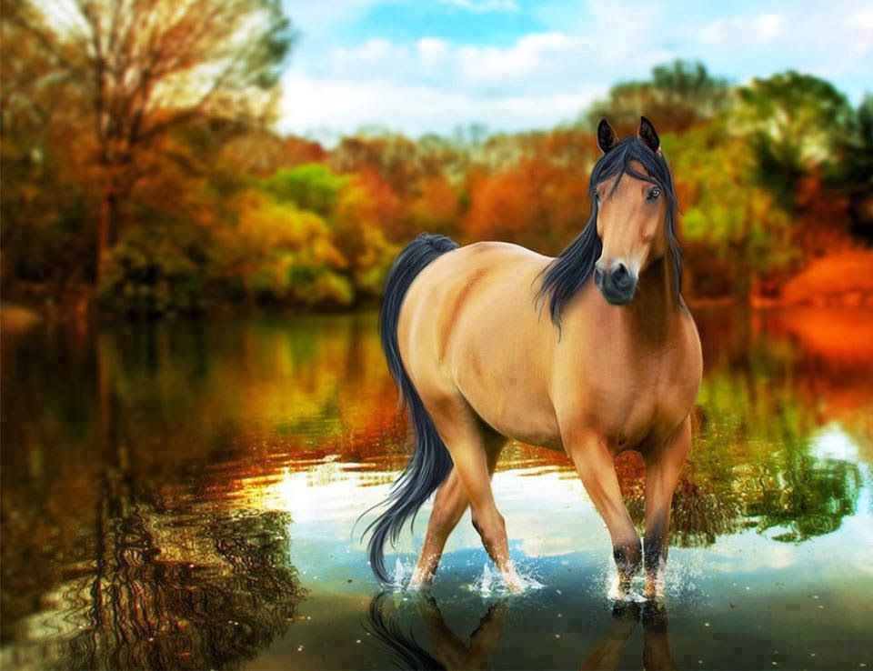 Horse Wallpaper Hd - Beautiful Horse , HD Wallpaper & Backgrounds