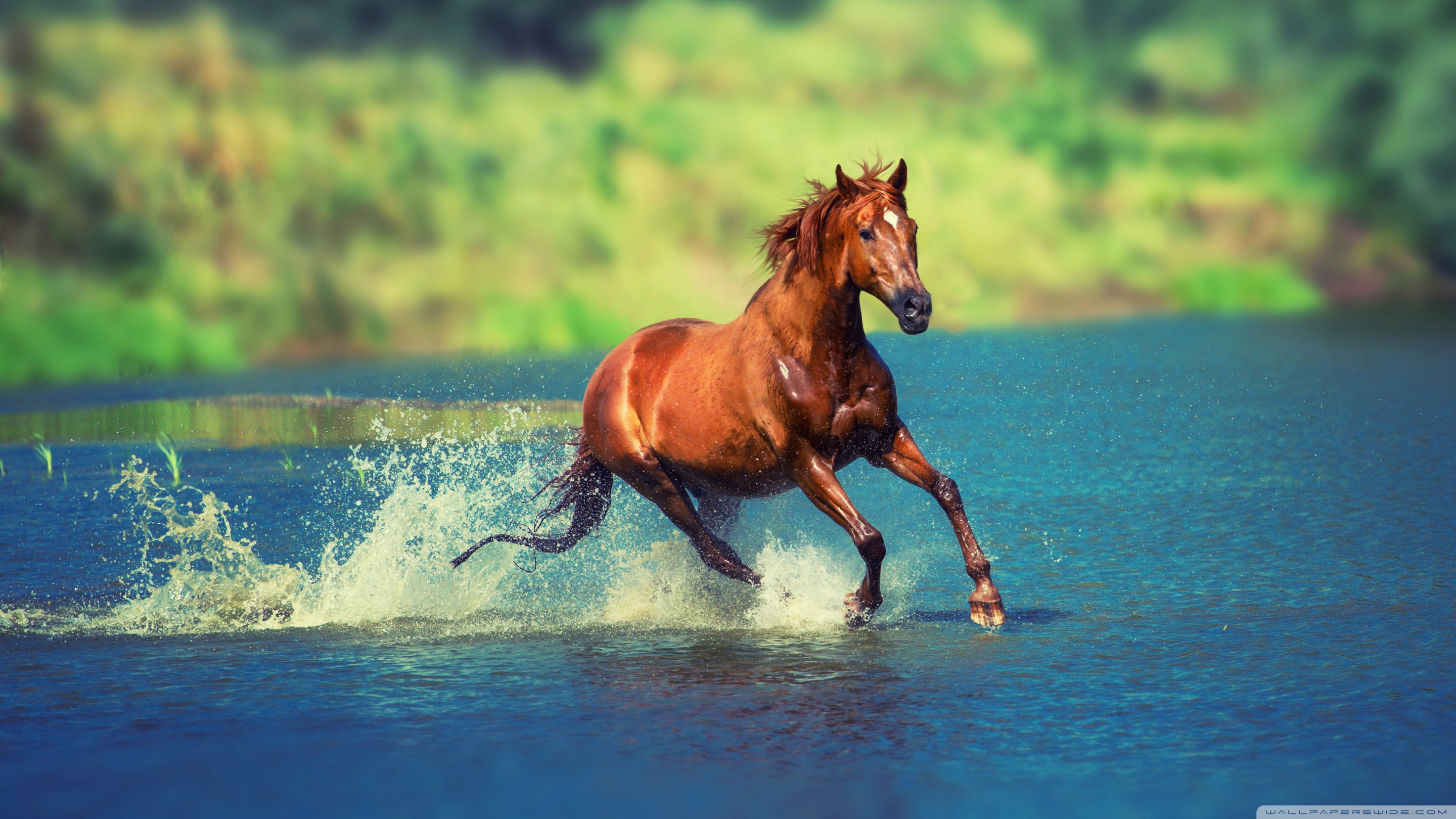 Hd 16 - - Horses Running In The Water , HD Wallpaper & Backgrounds
