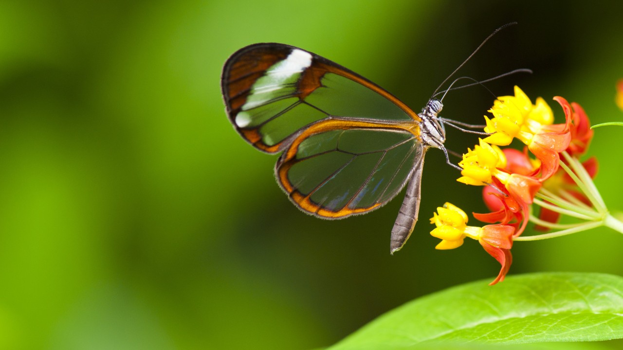 Wallpaper Butterfly, 5k, 4k Wallpaper, Insects, Flowers, - Flower With Butterfly Wallpaper Hd , HD Wallpaper & Backgrounds