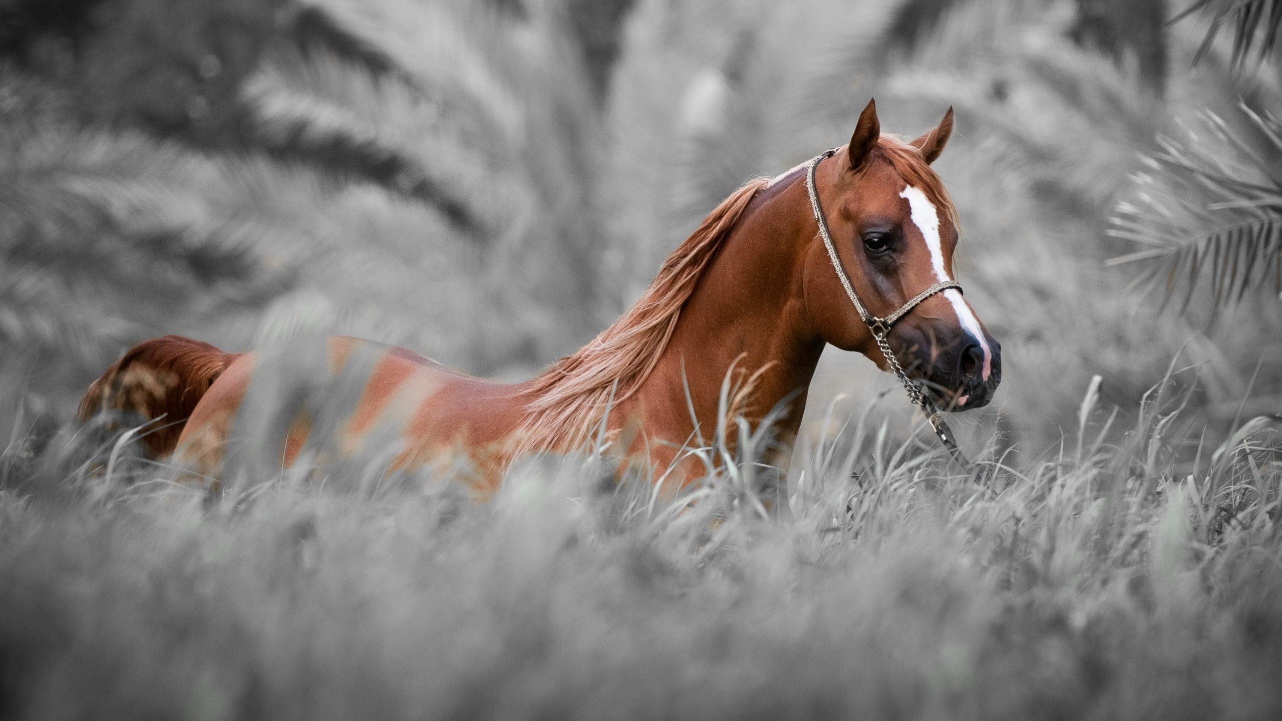 Horse Wallpaper For Windows - Arabian Horse Wallpaper 4k , HD Wallpaper & Backgrounds