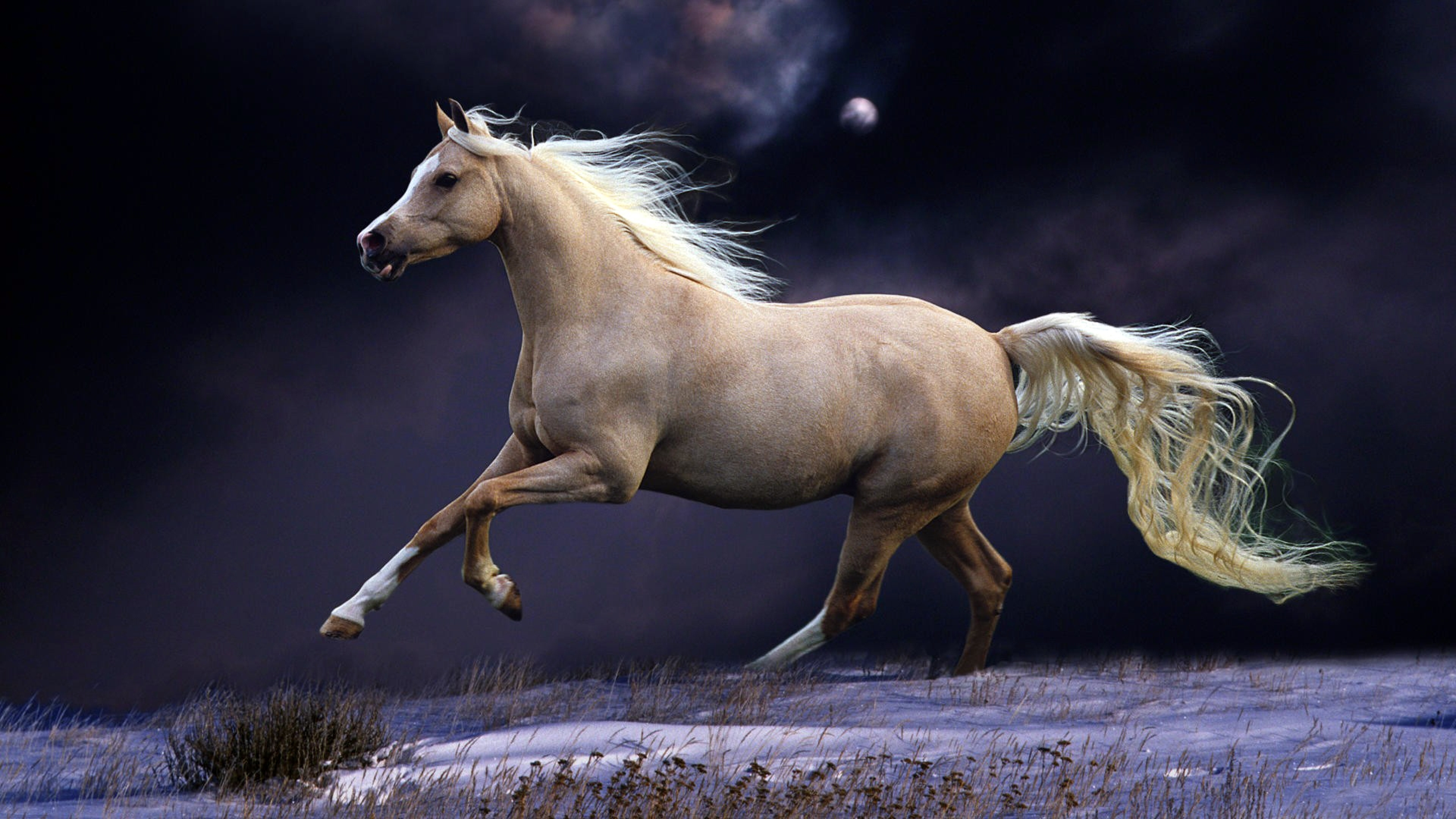 Wallpaper Horse, Mane, Running, Beautiful, Night, Sky - Beautiful Wallpapers Of Horses , HD Wallpaper & Backgrounds