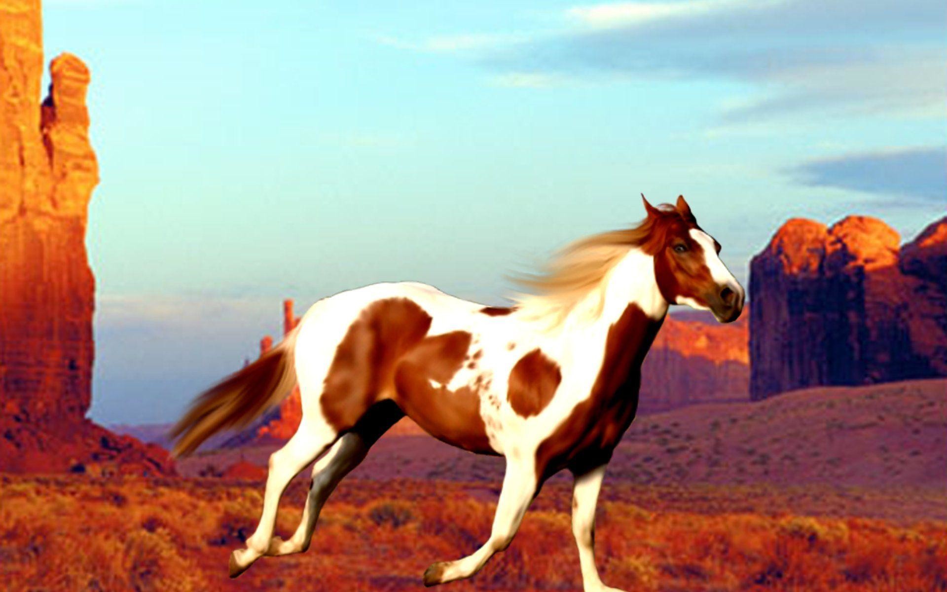 Wallpapers For > Paint Horse Wallpaper - Paint Horse , HD Wallpaper & Backgrounds