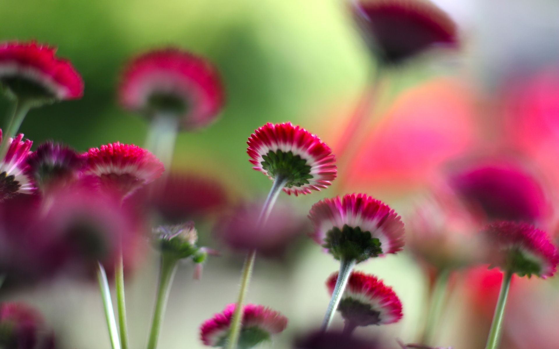 Pink Flower Wallpaper For Desktop - Small Flowers Wallpaper Hd , HD Wallpaper & Backgrounds