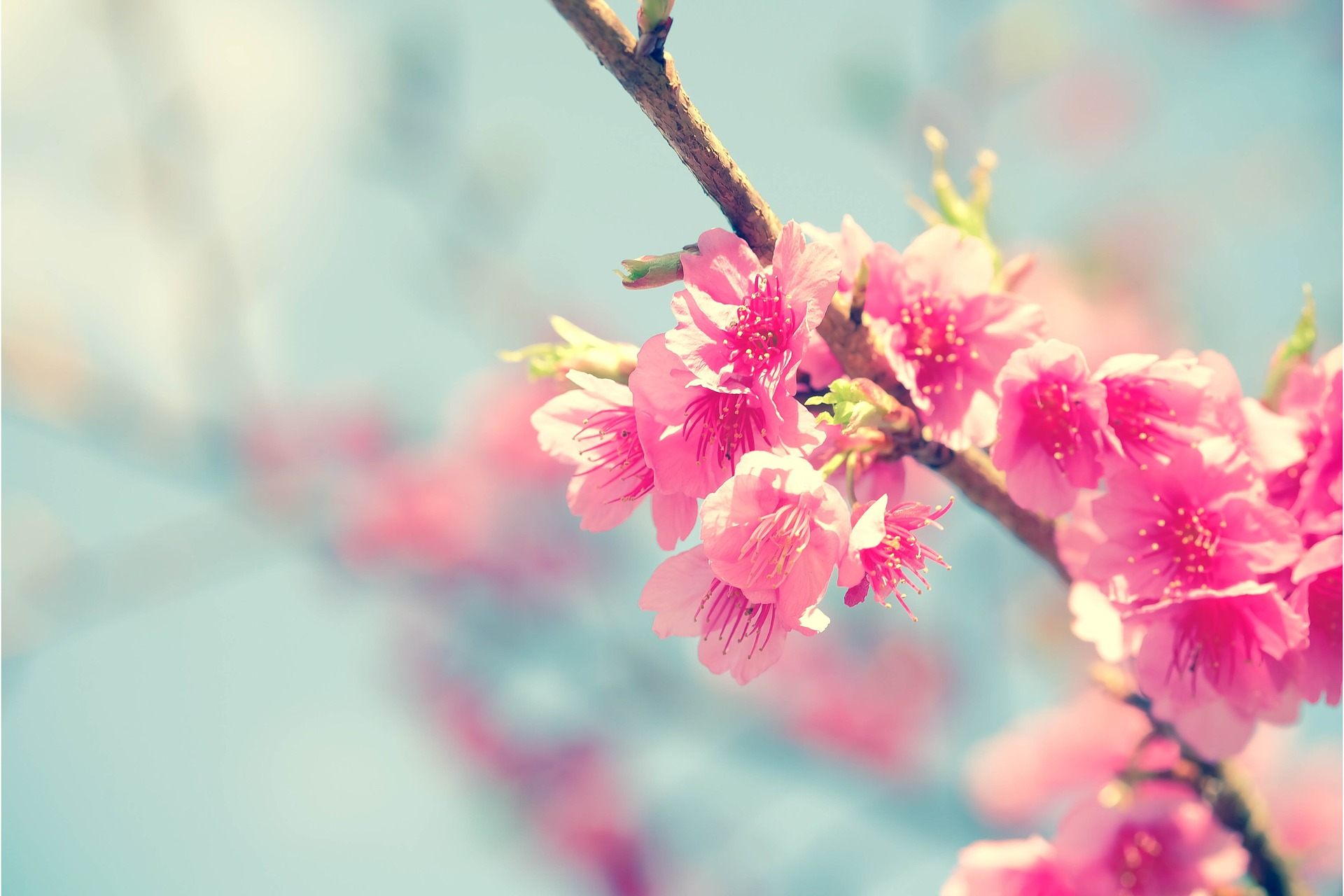 Best Pink Color Sakura Flower Wallpaper Hd Free Download - Cherry Blossom Japanese Flower , HD Wallpaper & Backgrounds