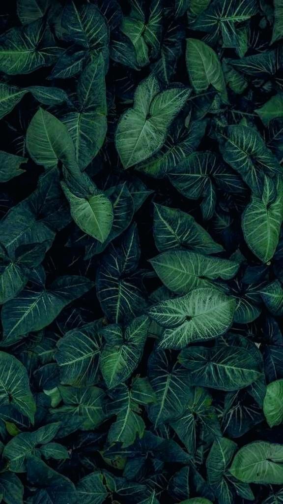 Nature Wallpaper Hd Android Download - Nature Green Wallpaper For Iphone , HD Wallpaper & Backgrounds