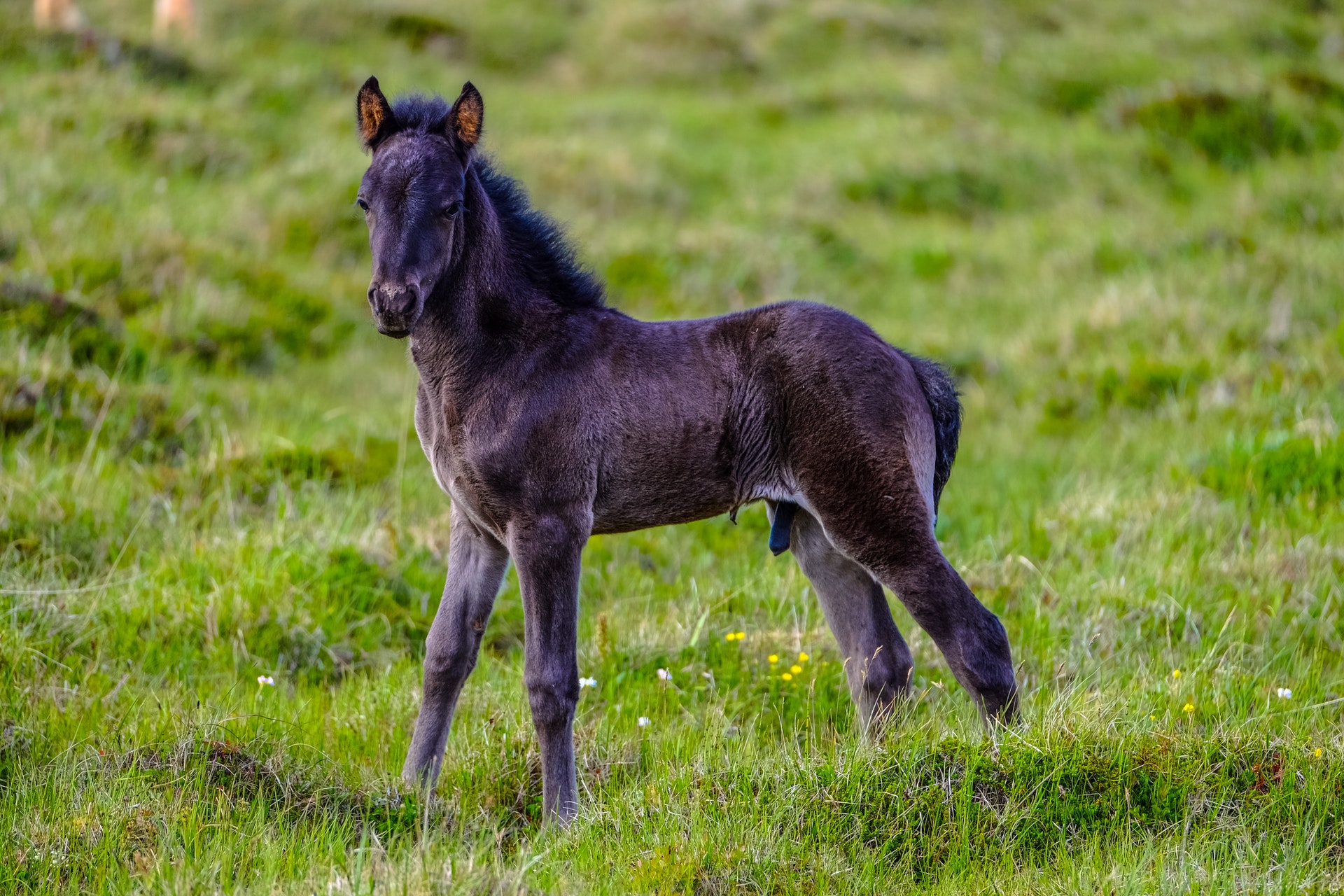 Lonely Baby Wild Horse Wallpaper - Umbilical Hernia In Horses , HD Wallpaper & Backgrounds