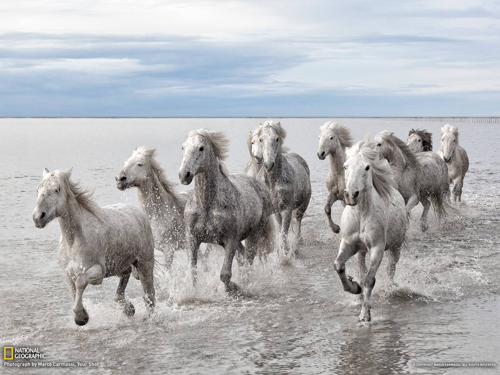 Seven Running Horse Wallpaper - Wild Horses France , HD Wallpaper & Backgrounds