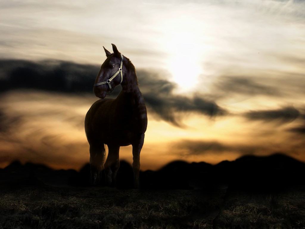 Horse Pics March 4, 2019, Jenni Rubinstein - Horses In The Sunset , HD Wallpaper & Backgrounds