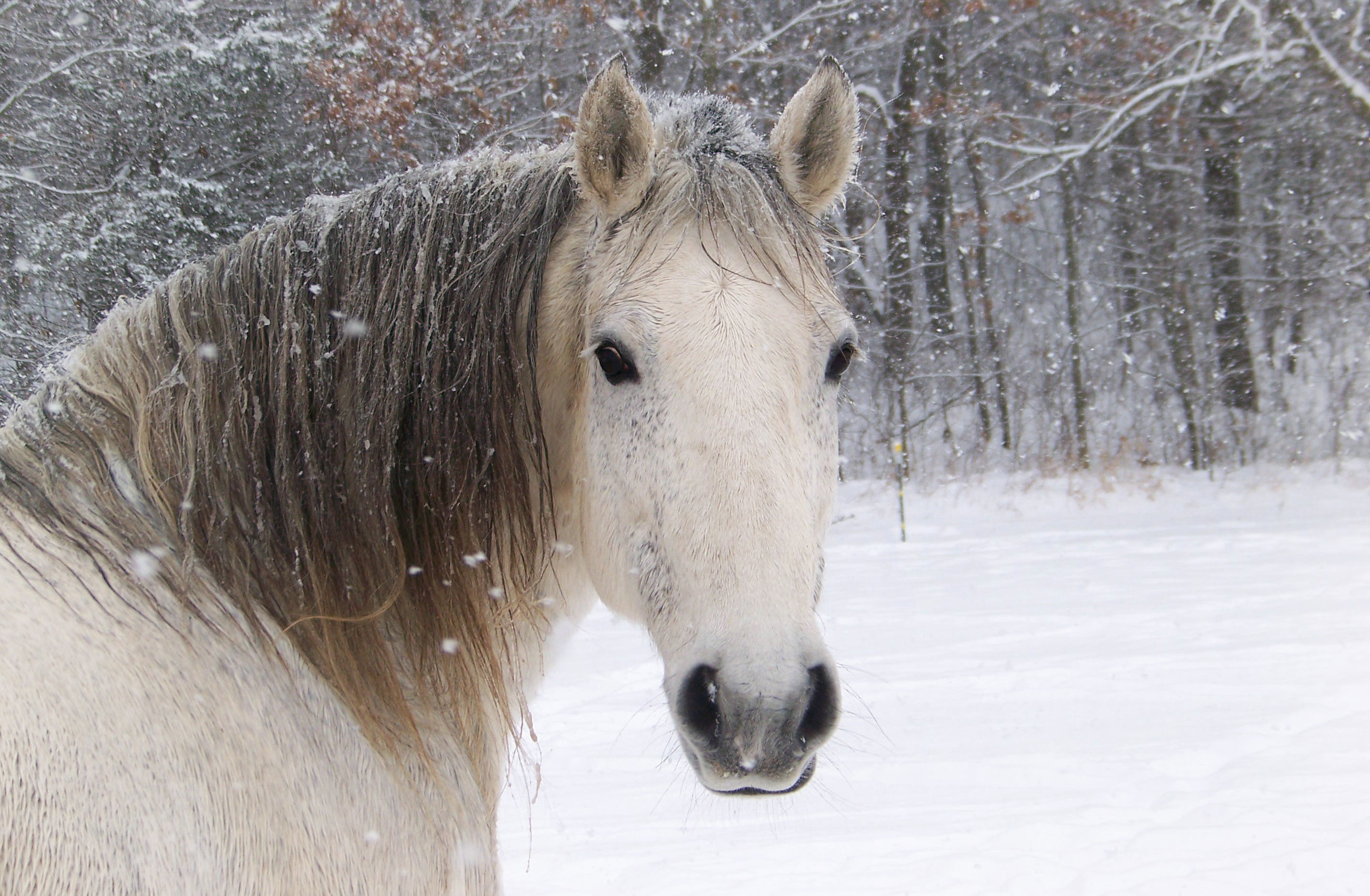 Horses In The Winter Wallpaper Horse Winter Head Snowflake - Horse In The Snow , HD Wallpaper & Backgrounds