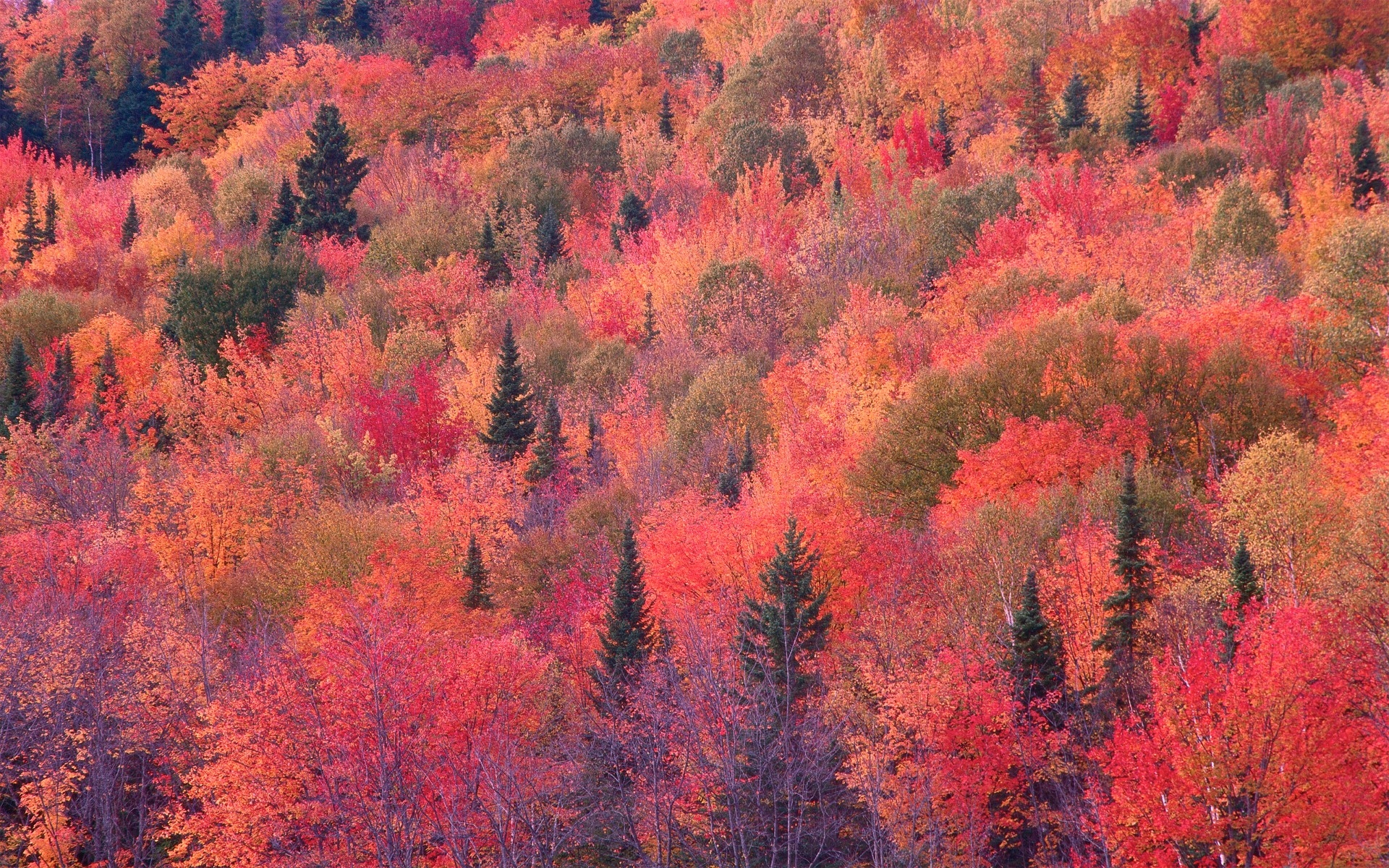 Nature Wallpapers Free Download Mac Screensaver Nature Patterns