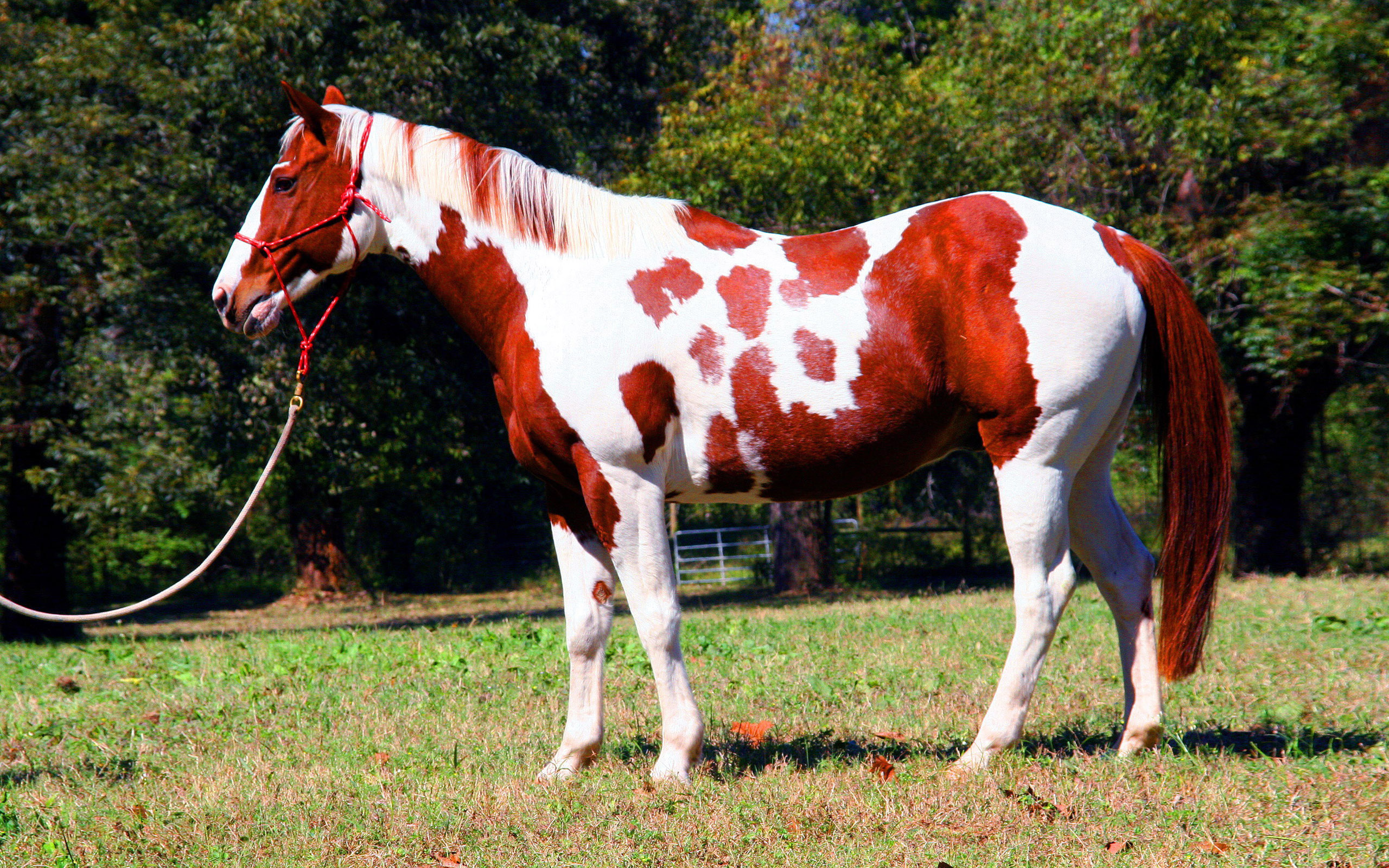 White And Brown Colour Horse , HD Wallpaper & Backgrounds