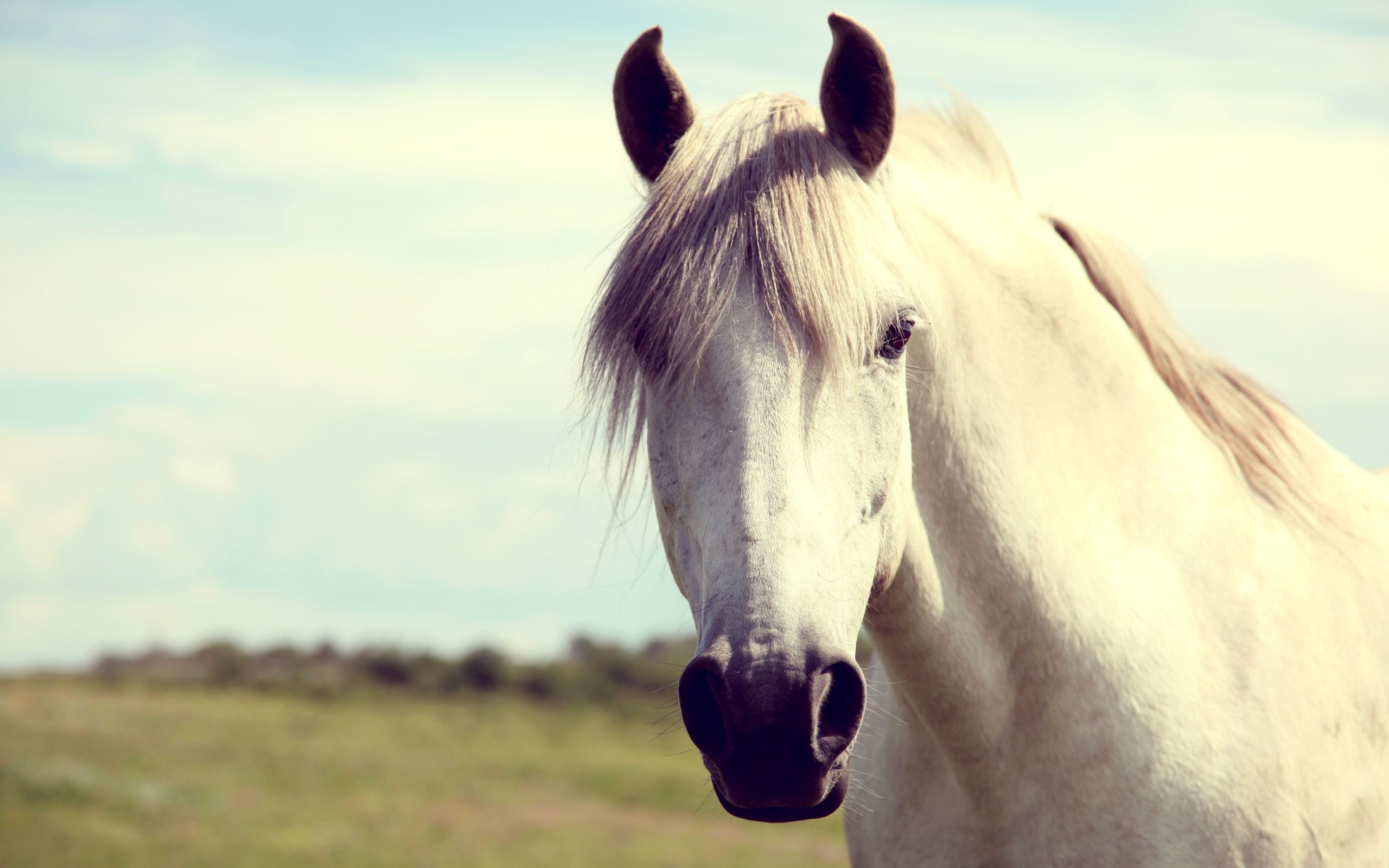 White Horse Widescreen Wallpaper - White Horse Face Hd , HD Wallpaper & Backgrounds