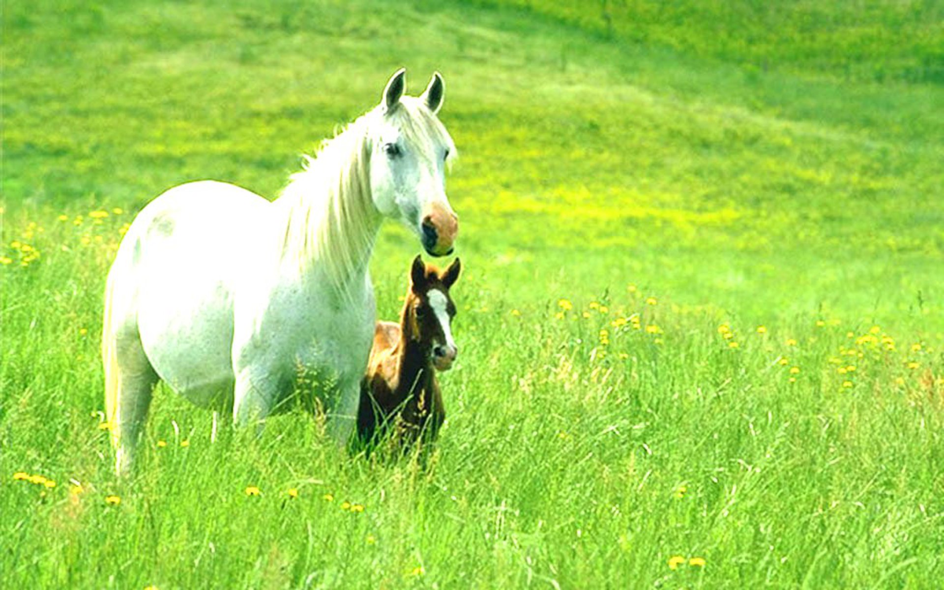 Animals Wallpapers Horses - Horse Hd Wallpaper Desktop , HD Wallpaper & Backgrounds