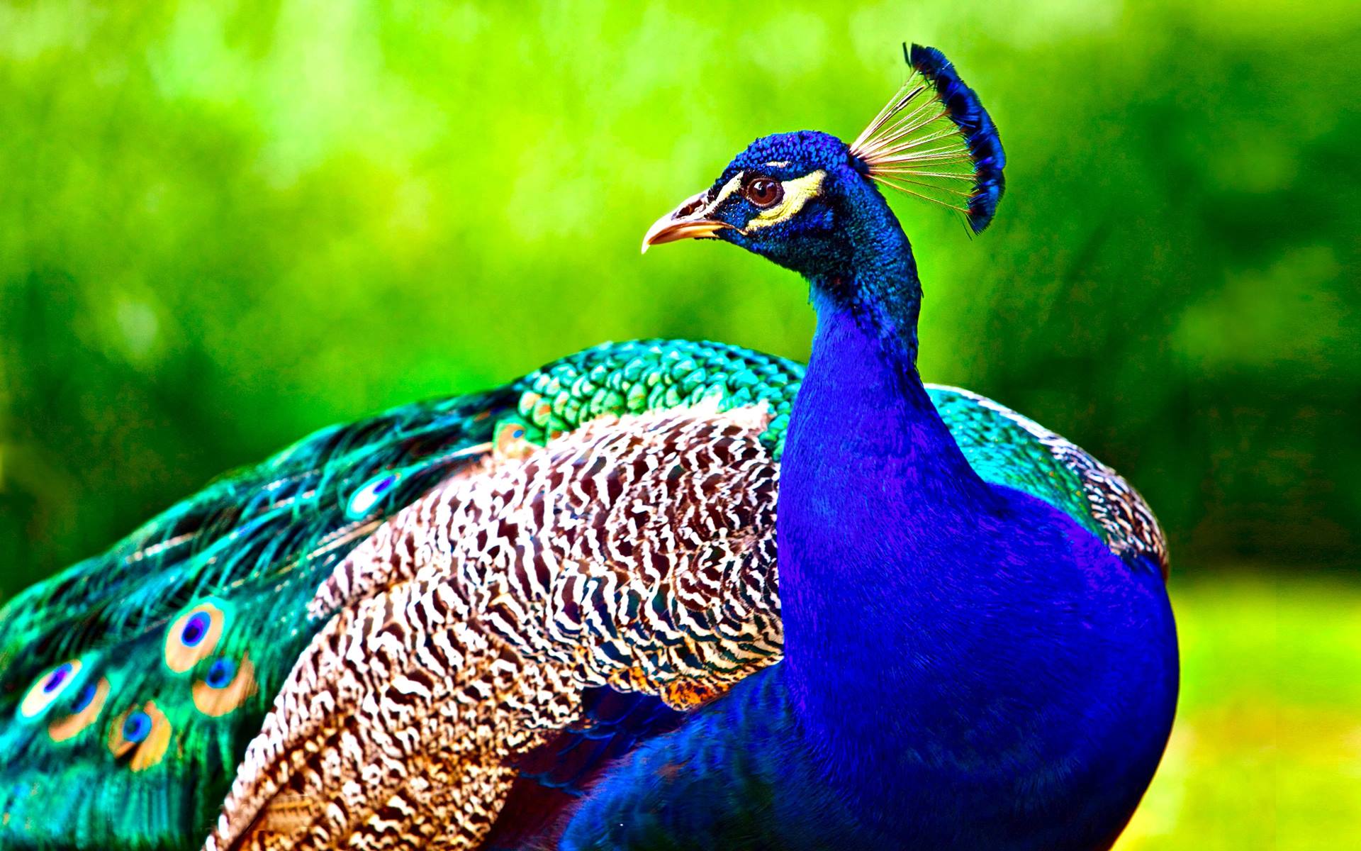Beautiful Hd Birds Wallpapers Peacock - Hd Birds , HD Wallpaper & Backgrounds