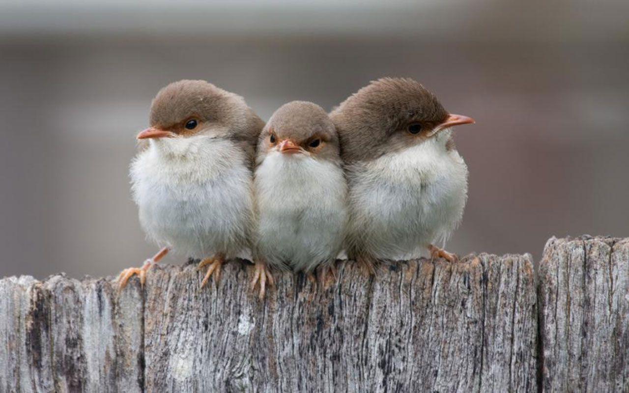 Three Small Birds Wallpaper - Cutest Baby Birds , HD Wallpaper & Backgrounds
