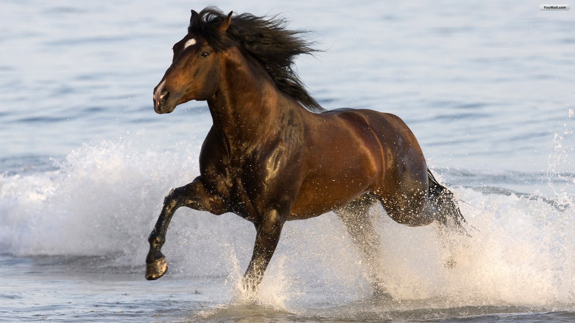 Pictures Of Horses , HD Wallpaper & Backgrounds