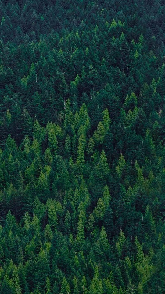 Green Forest Trees Iphone Wallpaper - Iphone 5 Wallpaper Forest , HD Wallpaper & Backgrounds