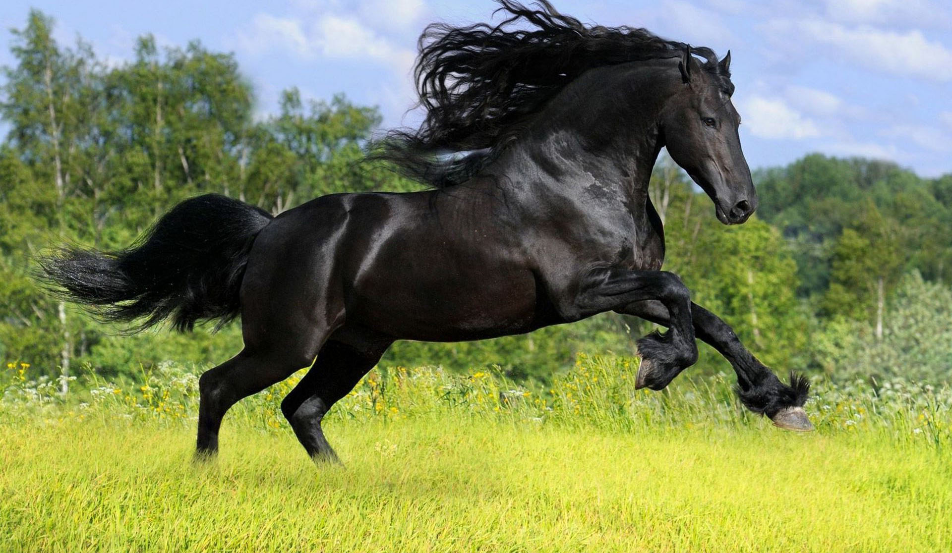 7 Running Horses Wallpaper Hd - Black Horse High Resolution , HD Wallpaper & Backgrounds