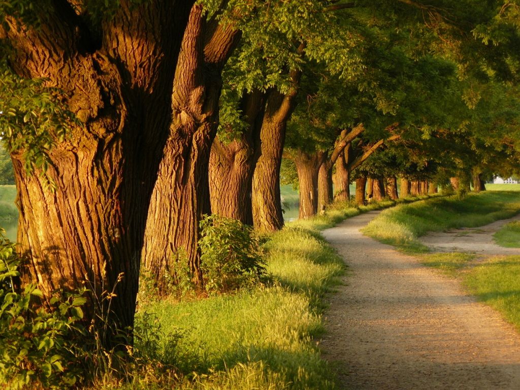 Image Detail For -free Beautiful Trees Wallpaper - Beautiful Tree , HD Wallpaper & Backgrounds