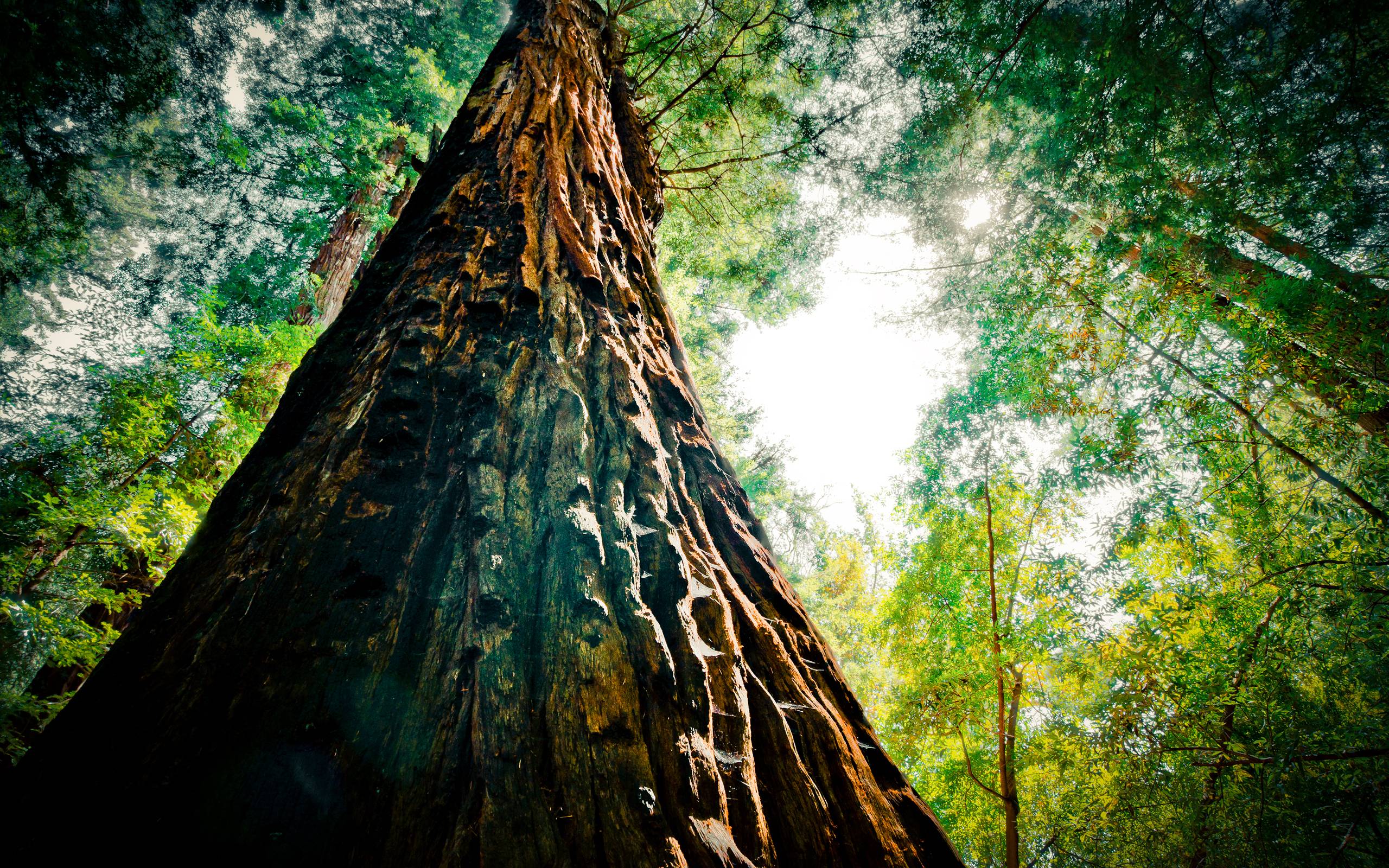 Tree Wallpaper - Redwood Tree Hd , HD Wallpaper & Backgrounds