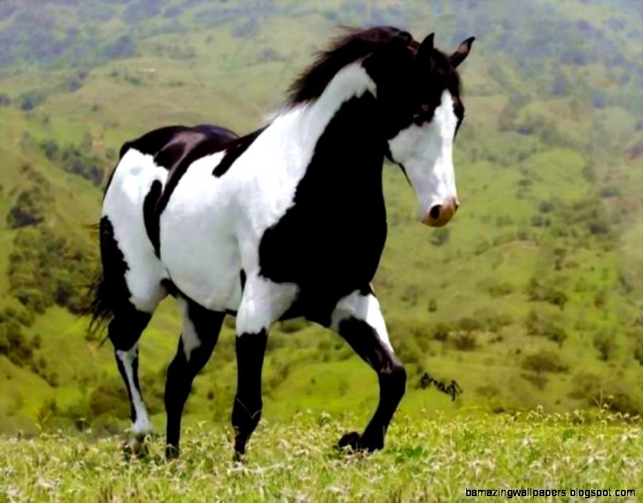 Black And White Paint Horse Wallpaper - White And Black Stallion Horse , HD Wallpaper & Backgrounds