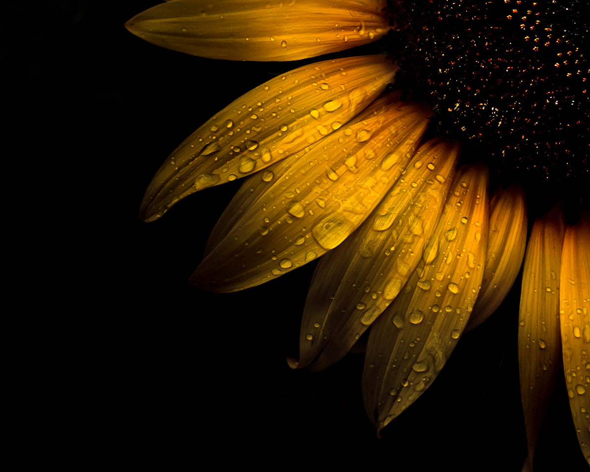 Macro Photo Of Water Dew On Sunflower Hd Wallpaper - Photography Pictures Of Sunflowers , HD Wallpaper & Backgrounds