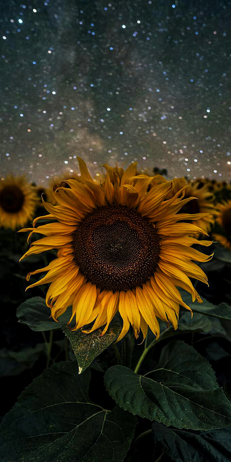 Sunflower - Sunflower Wallpaper Iphone , HD Wallpaper & Backgrounds