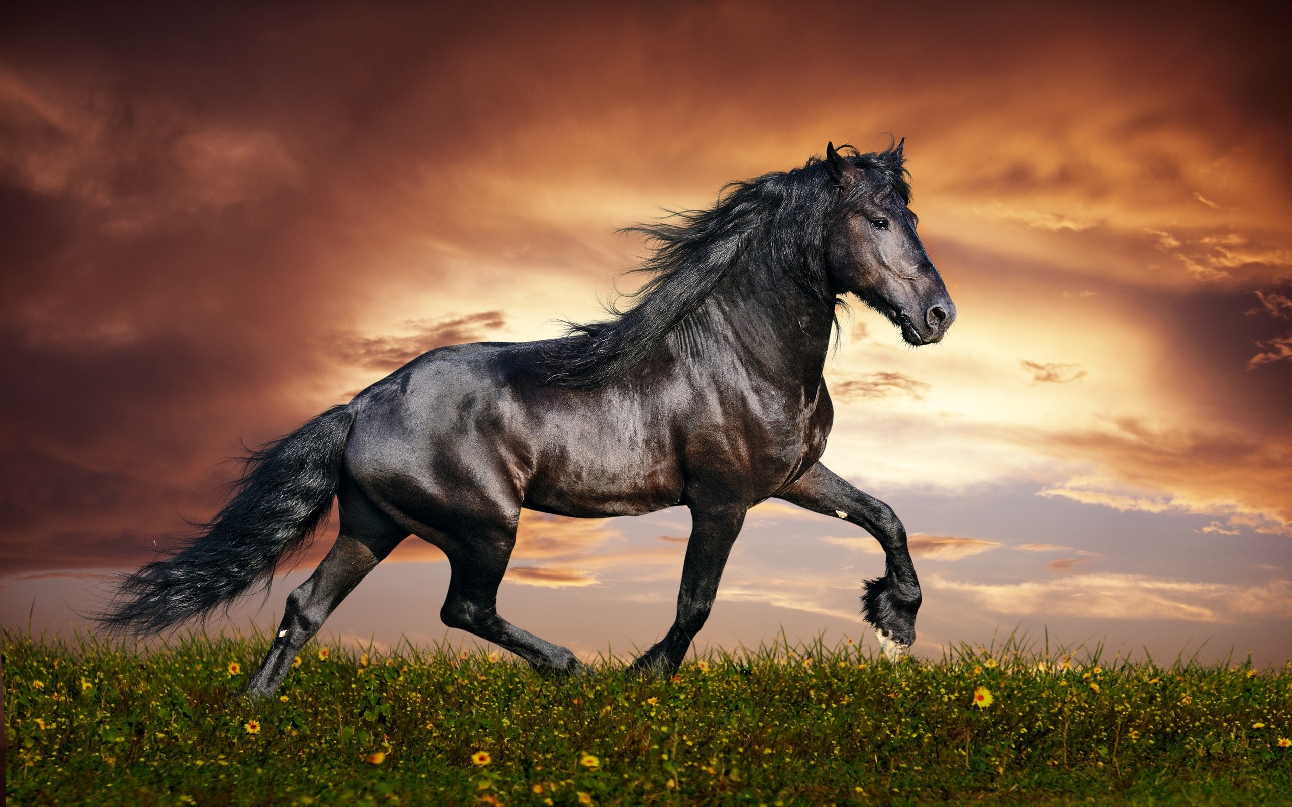 Horse Wallpaper Download - Windows 10 Wallpaper Horse , HD Wallpaper & Backgrounds