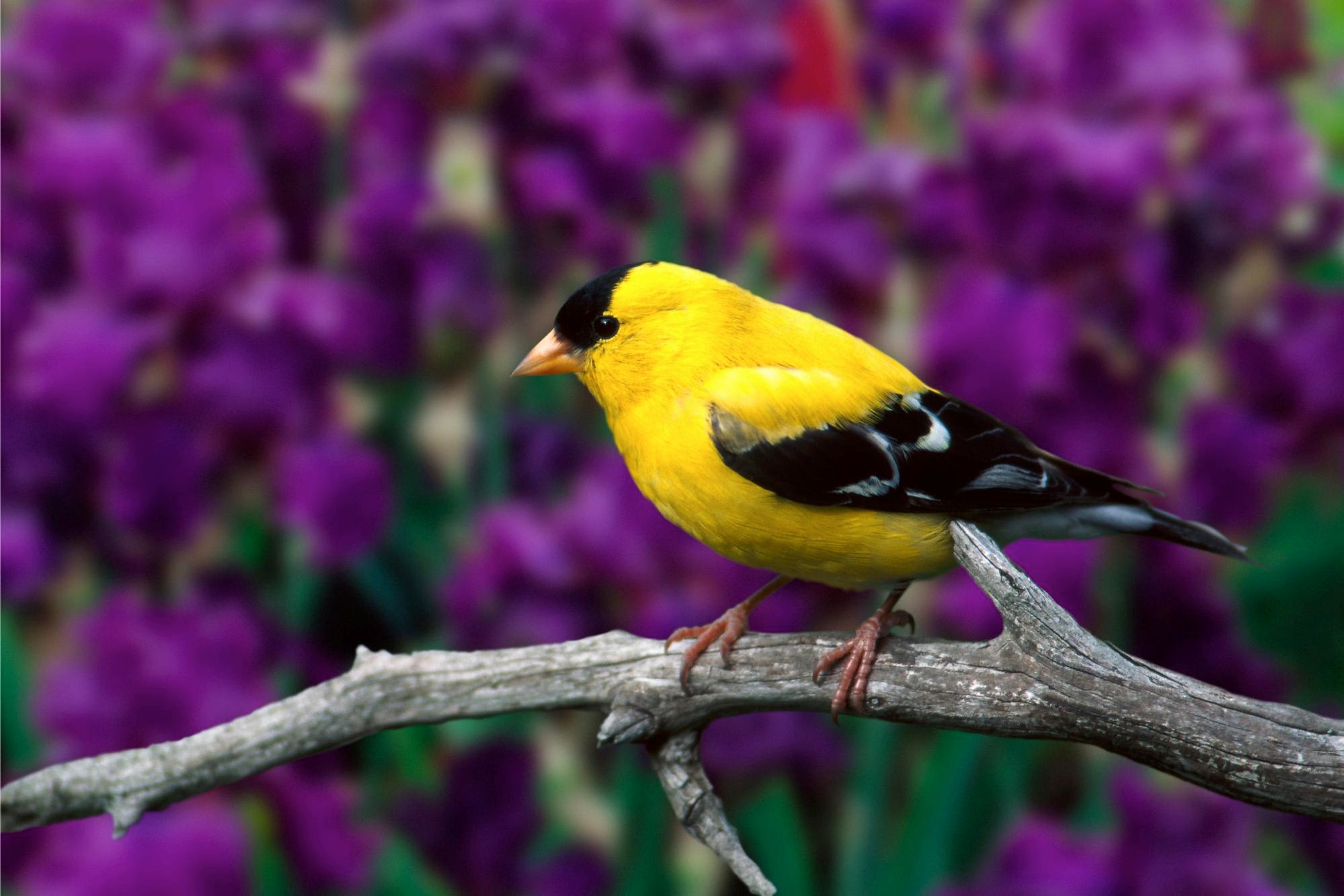 Yellow Bird Wallpaper - Good Morning Yellow Bird , HD Wallpaper & Backgrounds