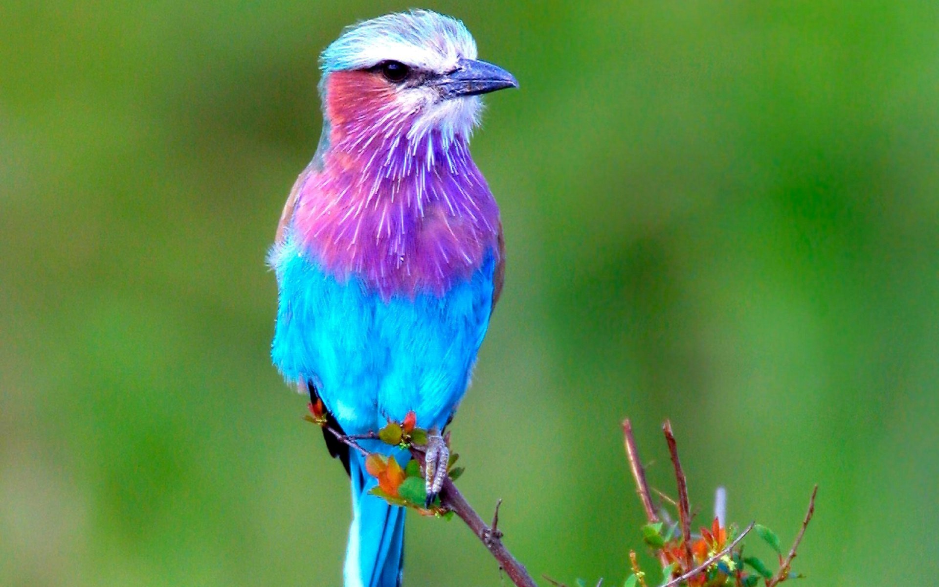 Beautiful Lilac Breasted Roller Bird Picture - Pink Purple And Blue Bird , HD Wallpaper & Backgrounds
