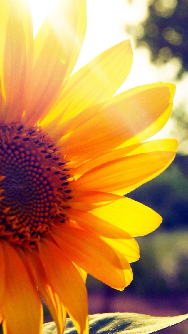 Sunflower May U Have All The Joy Ur Heart Can Hold - Sunflower Wallpaper Iphone , HD Wallpaper & Backgrounds