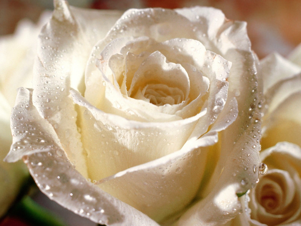 Beautiful Flower Wallpapers - Good Evening White Roses , HD Wallpaper & Backgrounds