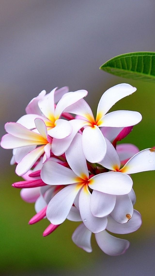 Beautiful Flower Wallpaper For Phone