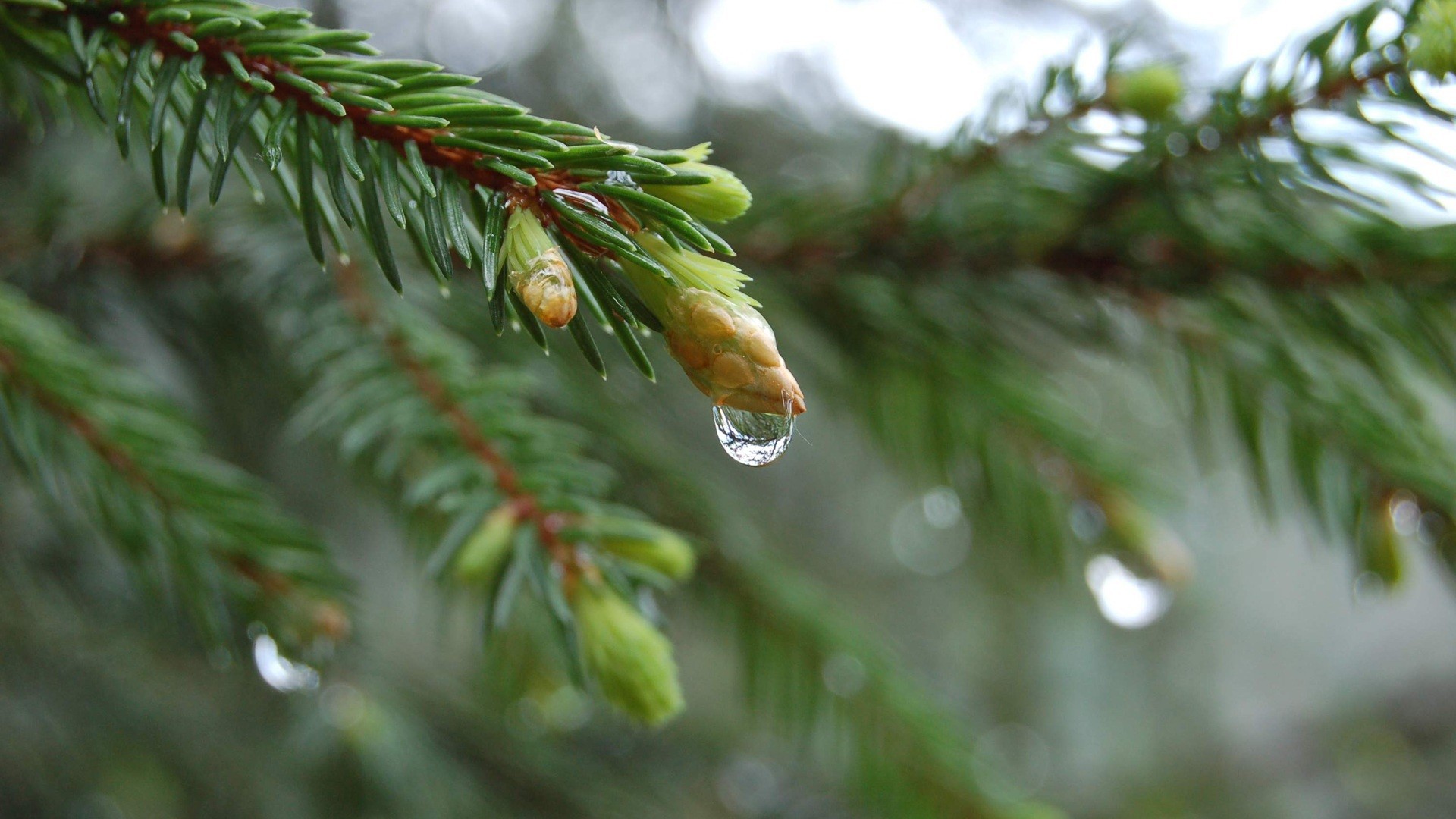 Close-up Nature Trees Simple Branches Pine Tree Wallpaper - Elune Windows 7 Theme , HD Wallpaper & Backgrounds