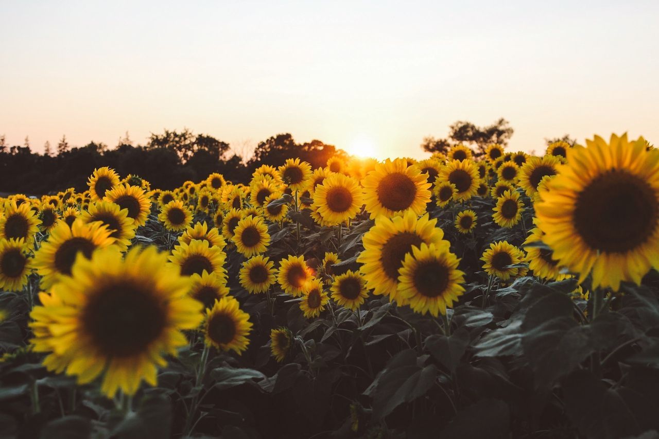 Sunflower Backgrounds - Yellow Aesthetic Laptop Background , HD Wallpaper & Backgrounds