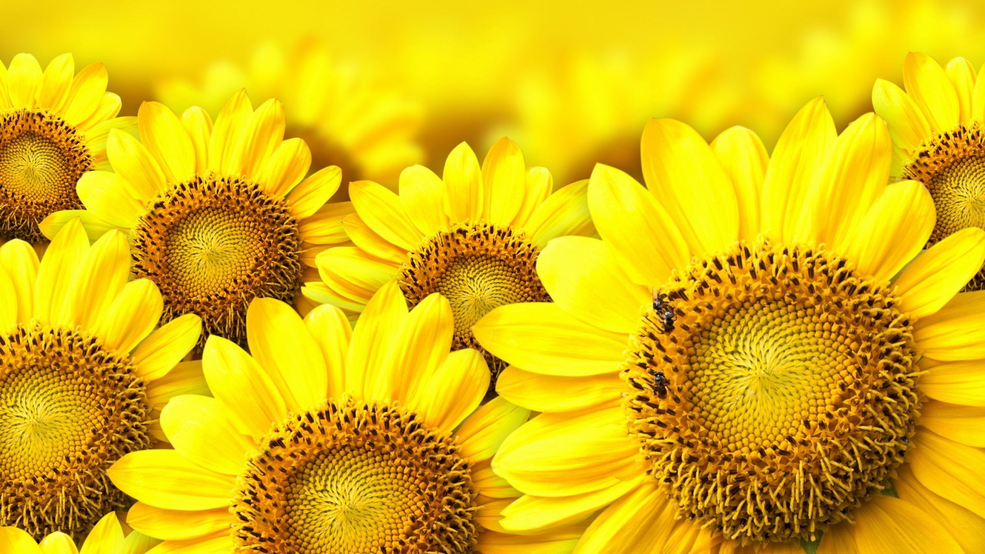Free Sunflower Wallpaper , HD Wallpaper & Backgrounds