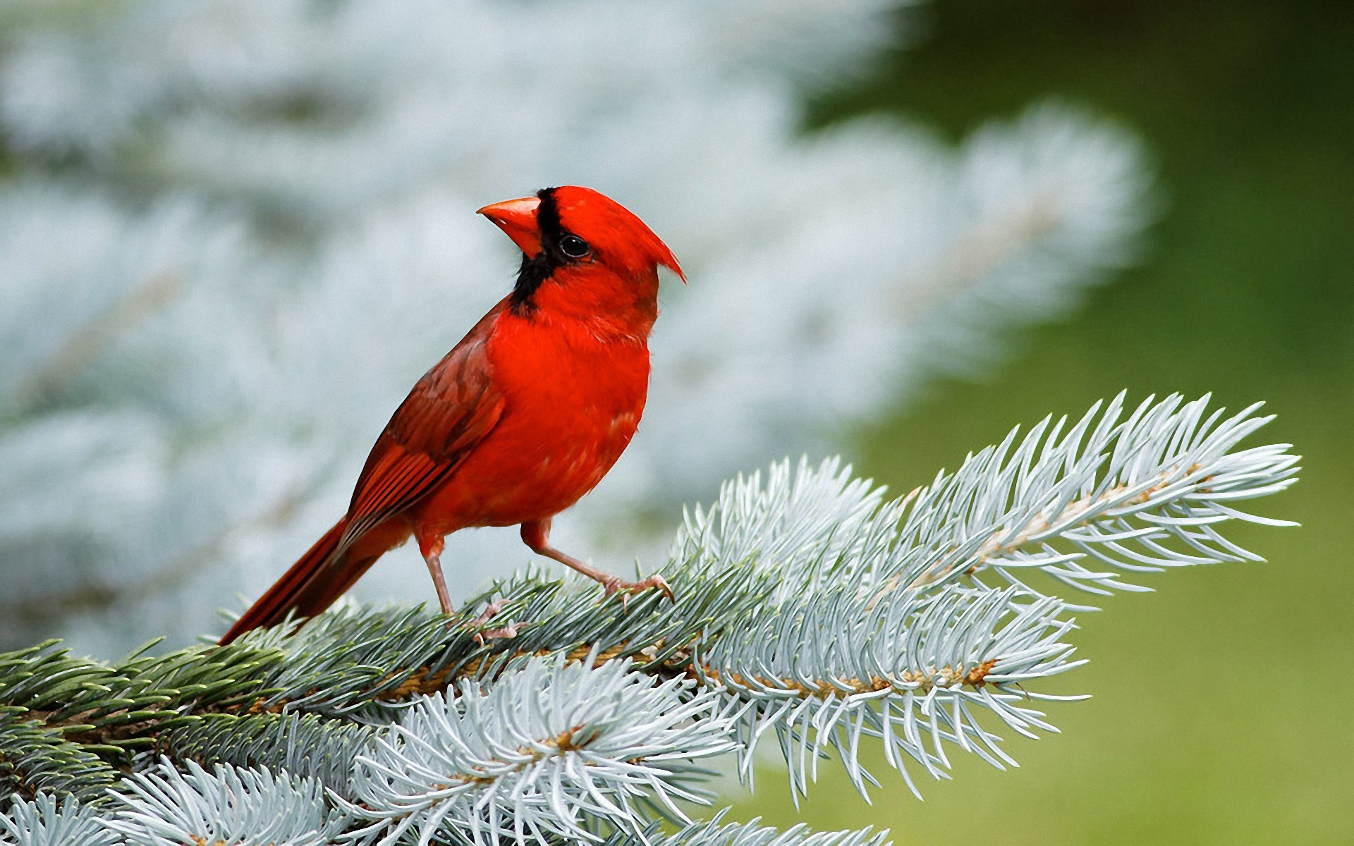 Bird Wallpaper - Cute Red Bird , HD Wallpaper & Backgrounds