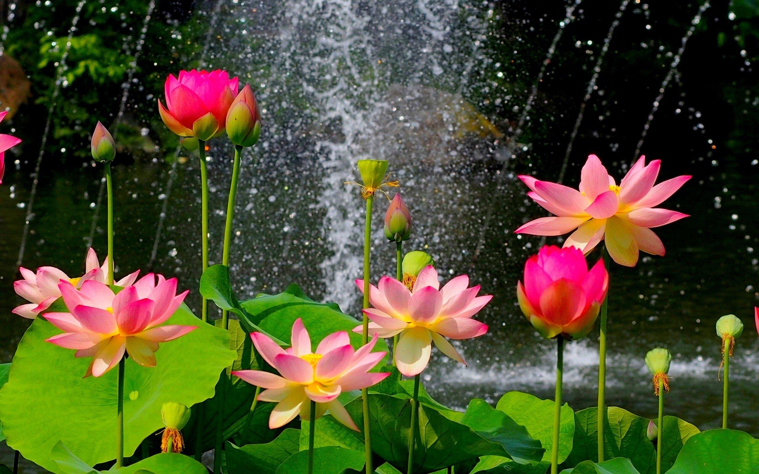 Hd Wallpapers - Most Beautiful Lotus Flower , HD Wallpaper & Backgrounds