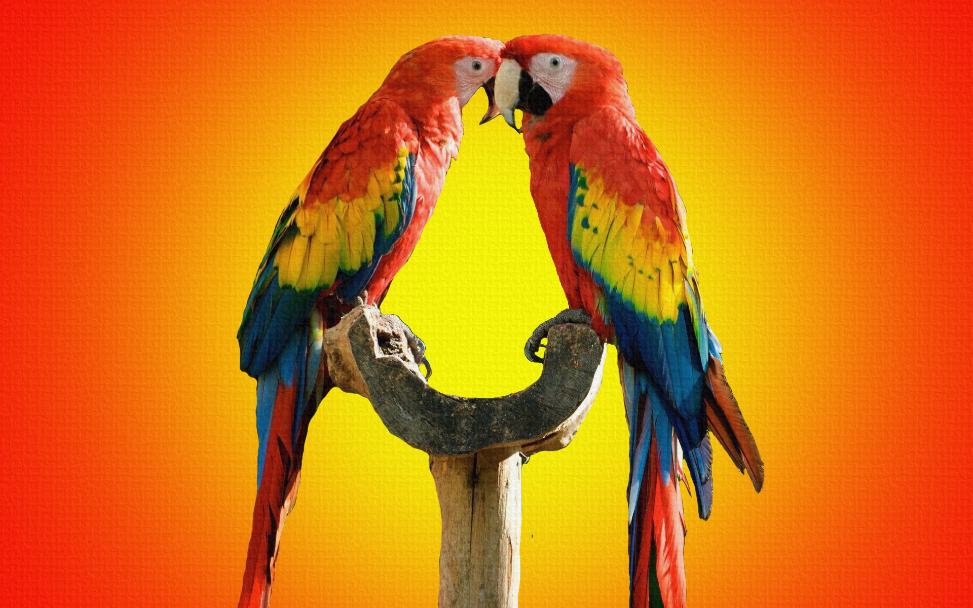 Parrot Birds Kissing Wallpaper - Hd Wallpaper Colorful Parrots , HD Wallpaper & Backgrounds