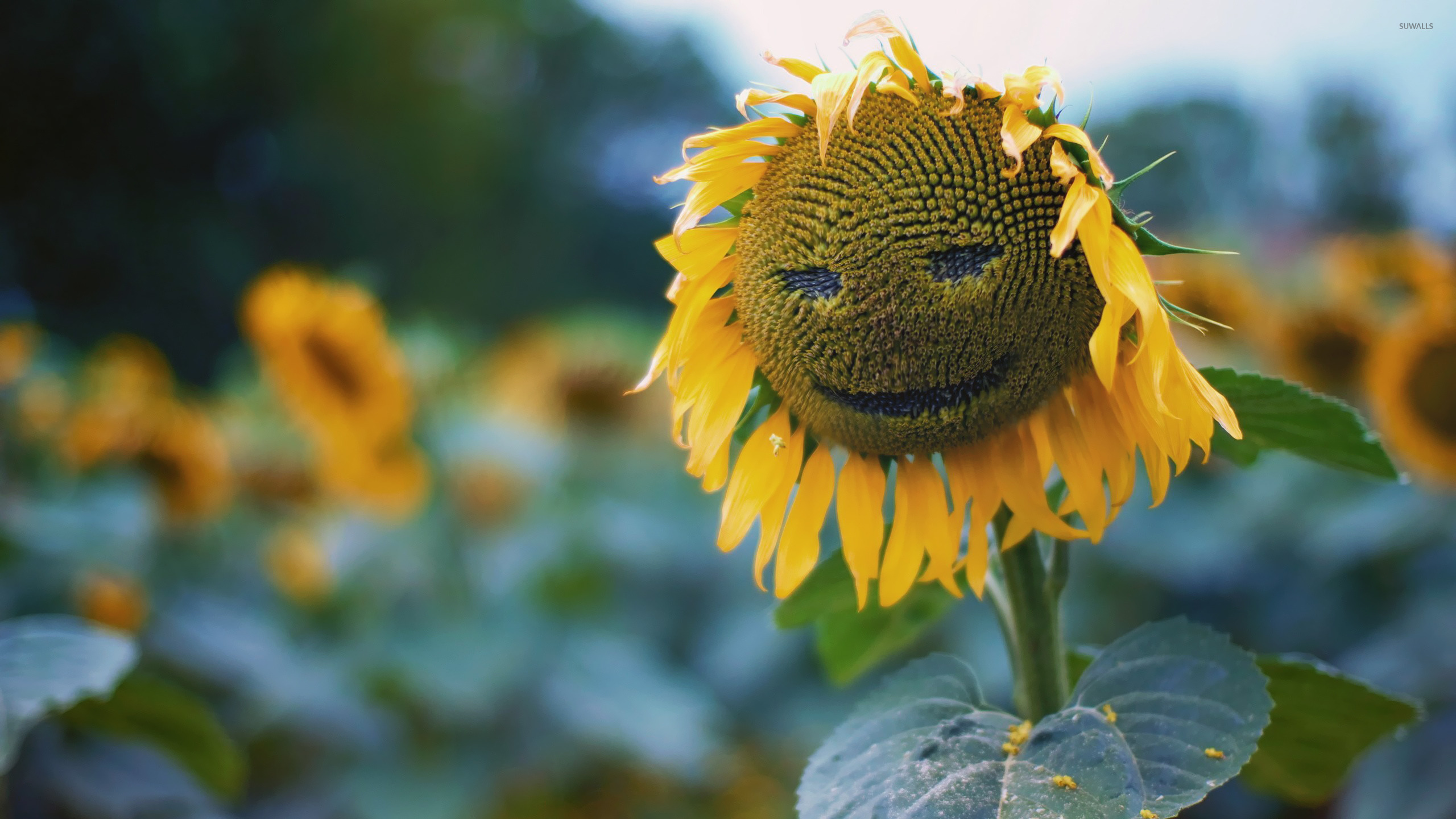 Smiling Sunflower Wallpaper - Smiling Sunflower , HD Wallpaper & Backgrounds