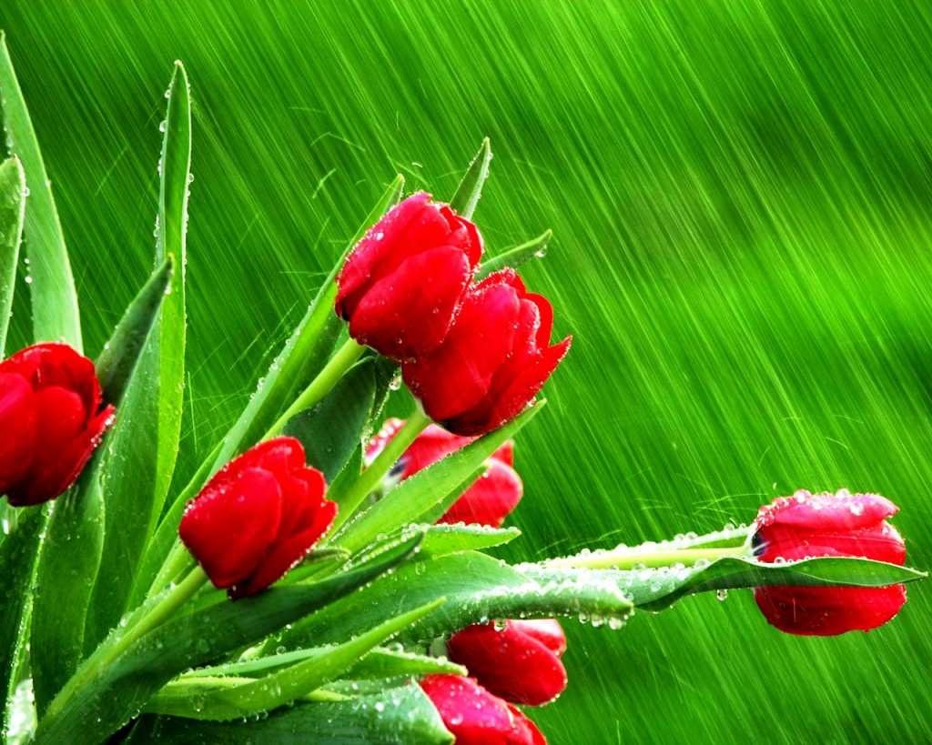 Flower - Rain Wallpapers For Desktop , HD Wallpaper & Backgrounds