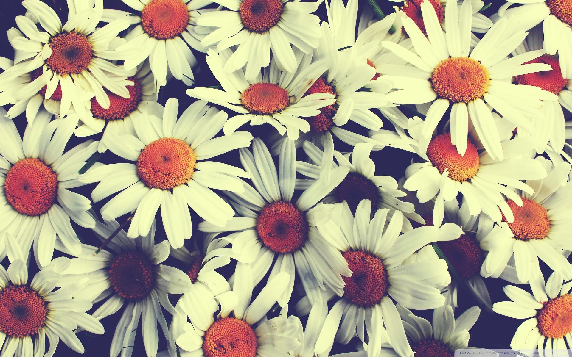 Vintage Flower Wallpaper - Desktop Backgrounds Flowers Vintage , HD Wallpaper & Backgrounds