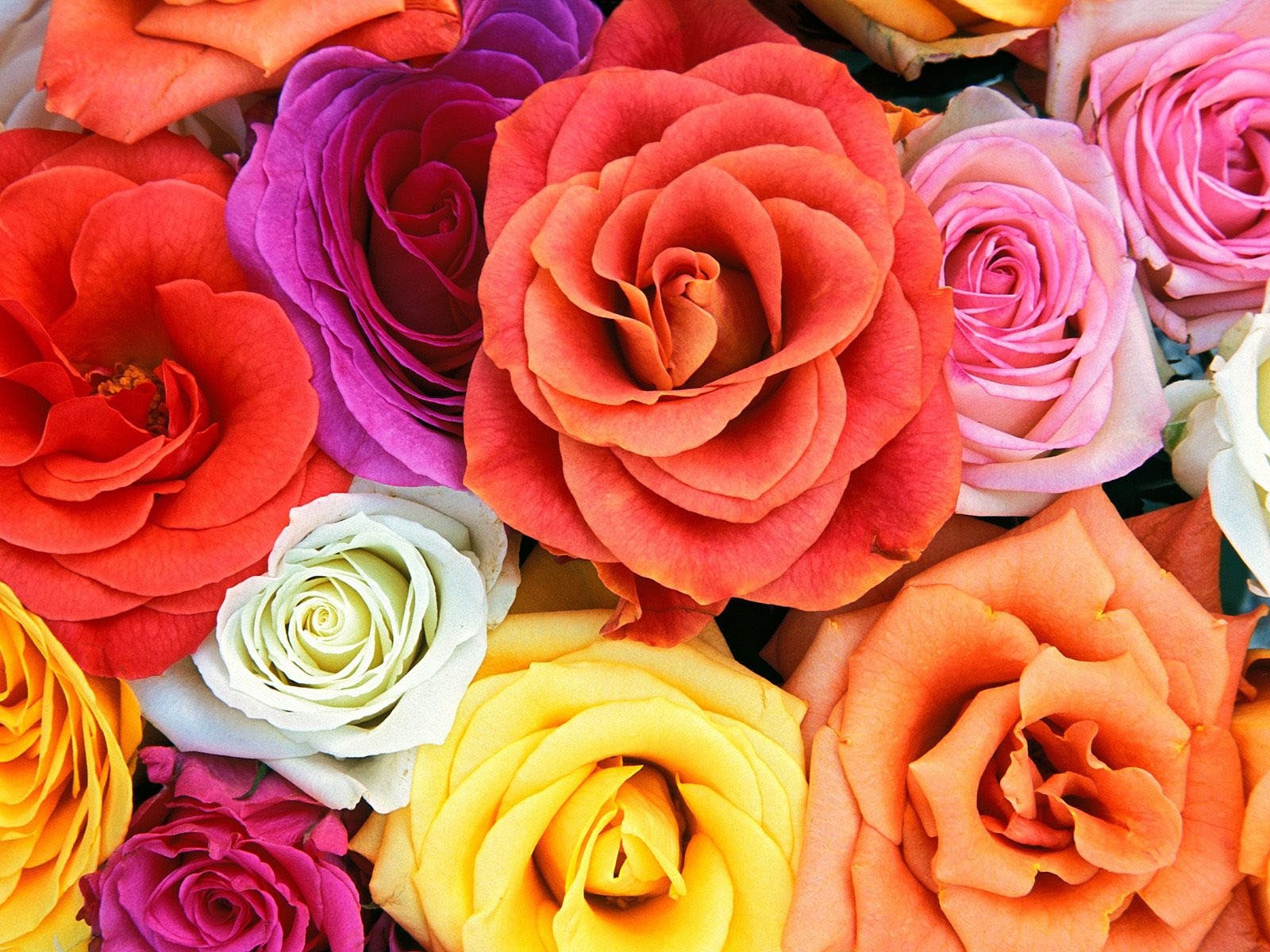 21 Flower Wallpaper - Bright Roses , HD Wallpaper & Backgrounds